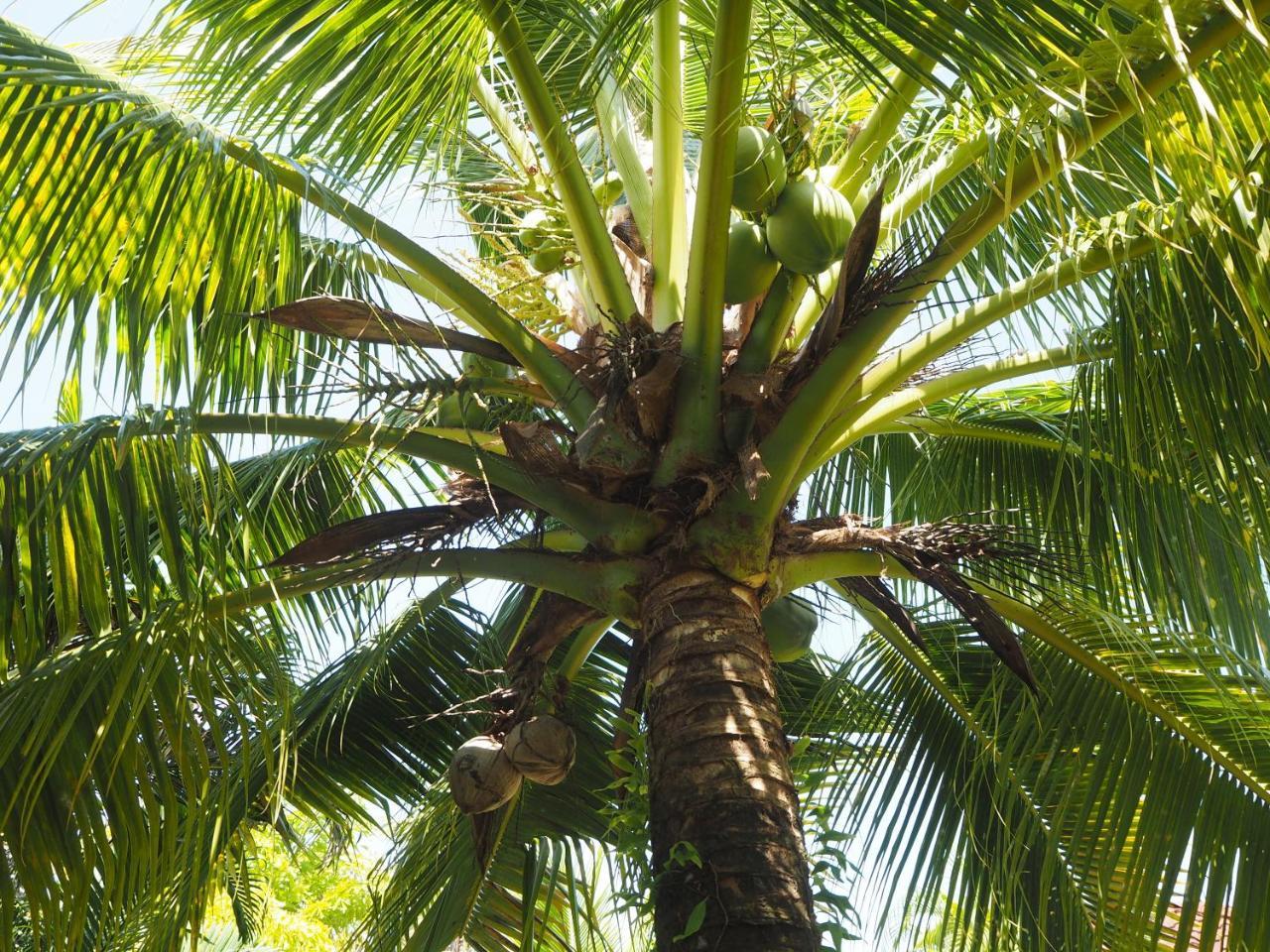 Coconut Bungalow Nai Yang-stranden Eksteriør billede